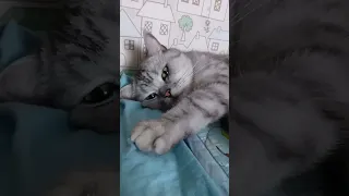 Спящий котик💕