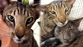 Adorable Cat Balam | Daily Overdose Videos