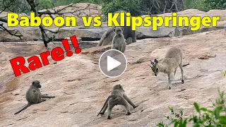 Baboons Versus Klipspringers - Rare Footage!!!