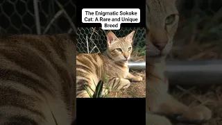 The Enigmatic Sokoke Cat: A Rare and Unique Breed