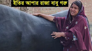 2023 ঈদে নারী উদ্যোক্তা ইতি আপার বড় গরু রাজাবাবু ওজন ও দাম সহ বিস্তারিত জানুন Eity big cow raja babu