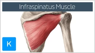 Infraspinatus Muscle - Origin, Insertion & Function - Human Anatomy | Kenhub