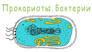 Прокариоты. Бактерии.