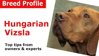 Hungarian Vizsla Dog Breed Guide