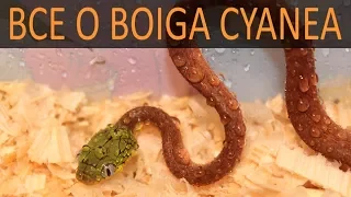 Зеленые бойги (Boiga cyanea) - рассматриваем и знакомимся с видом!