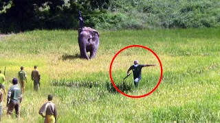 Young elephant was critically injured by eaten hakka patas | Amazing videos of Wild Elephants
