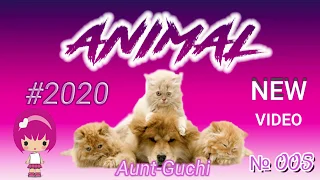 СМЕШНЫЕ МОМЕНТЫ С ЖИВОТНЫМИ ПРИКОЛЫ С КОТАМИ 2020  FUNNY JOKES WITH CATS 2020