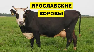 Ярославская порода коров особенности, содержание и уход | КРС | Молочные коровы | Ярославские коровы