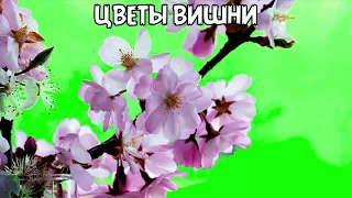 ЦВЕТЫ ВИШНИ ФУТАЖ на ЗЕЛЕНОМ ФОНЕ