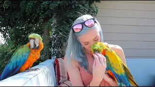 Should Parrots Be Housed Together or Separately?