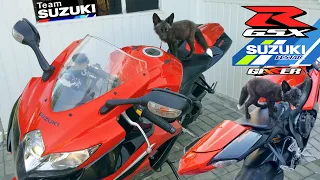 Лисенок меланист обедает и исследует мотоцикл Suzuki Gixxer 🦊🏍 @DenisKorza #лиса #кицунэ #джиксер