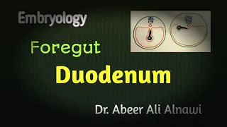 Embryology/Development of the duodenum. Dr Abeer Ali Alnawi