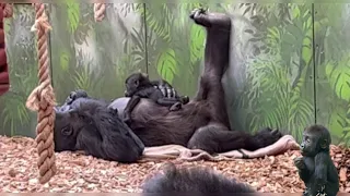 Adorable BABY GORILLA 😍 .Two baby gorillas 💕in London Zoo.