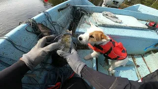 Net fishing in northern Finland. Part 2 - perch in early summer. (ENG SUB)