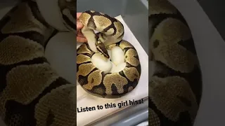 NASTY SNAKE DEFENDING HER EGGS!