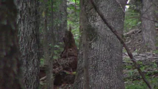 Dogman Sitting Out In The Open and Its Incredible   7-11-18