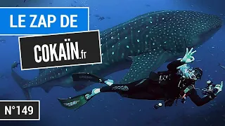 Le Zap de Cokaïn.fr n°149