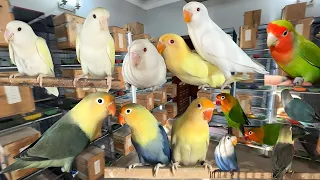 Pale Fallow Lovebirds Mutation Breeding Setup