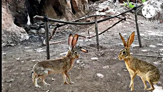 صيد الأرانب بفخ جديد🐇 (طريقةرائعةوبصيطة) Rabbit trap hunting