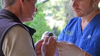 Zoo Tales - Orange-fronted parakeets hatch at Auckland Zoo