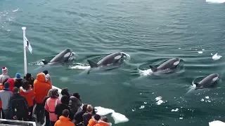 killer whales hunting seals on iceberg