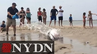 Massachusetts Beachgoers Save Beached Shark