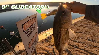 (California Aqueduct Fishing) Huge Striper Catch on 9” Swimbait😳