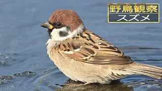 【スローモーションで野鳥観察】スズメ【スズメが水浴びをしているだけの動画】