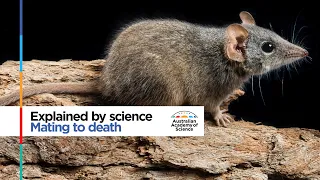 Mating to death: the tough life of an antechinus