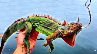 Iguanas for Bait Catch MONSTER Fish!