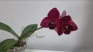 Phal. J-Hsin Pixie Reds peloric