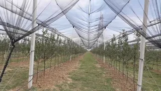 High Density Orchard on M9 Root Stock with full trellis, Drip irrigation and anti hail net system.