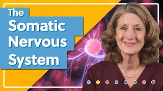 The Somatic Nervous System: An Overview of the SNS