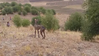 صيد بالسلوقي والبحت عن الطرائ