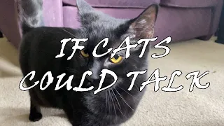 If Cats Could Talk