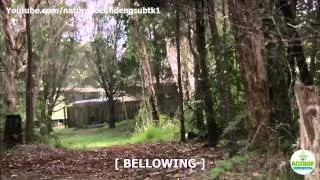 Nature Documentary Cracking the Koala Code english subtitles