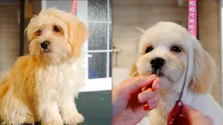 Puppy Maltipoo First Time Grooming