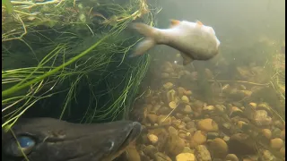 Zombie Pike and Perch Attack Live Bait w/ Slow Mo