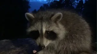 Sunday at Raccoon Restaurant with 30 Raccoons in attendance