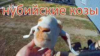 УНИКАЛЬНОСТЬ НУБИЙСКИХ КОЗ. ПОЧЕМУ МЫ РАЗВОДИМ ЭТУ ПОРОДУ!?