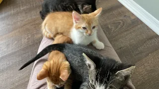 Four Sleepy Purring Kittens On My Lap