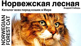 НОРВЕЖСКАЯ ЛЕСНАЯ КОШКА. ВСЕ ПОРОДЫ КОШЕК МИРА. NORWEGIAN FOREST CAT.