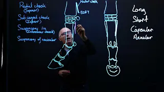 KPU Long ligaments of the equine fore limb.