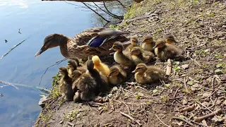 Duck takes her checks for swimming / Ente nimmt ihre Küken zum Schwimmen