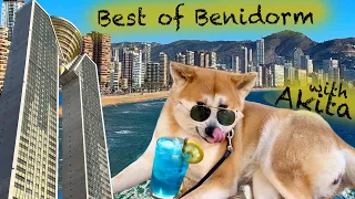 Come Explore Benidorm With Akita Inu Chiyoko!