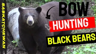 Bow Hunting Black Bears// Giant Color Phase Bear Goes Down