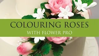 How to: Colouring Sugar Roses l Sugar Flowers