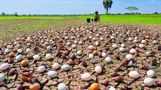 Amazing! Harvest duck eggs and snails a lot at field near the village by hand a female fisherman