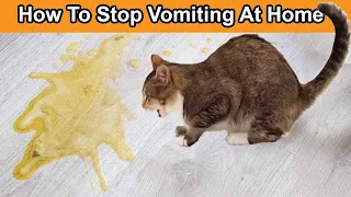 Why Do Cats Vomit How to Stop Vomiting At Home