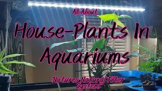 All-About House-Plants In Fish Aquariums